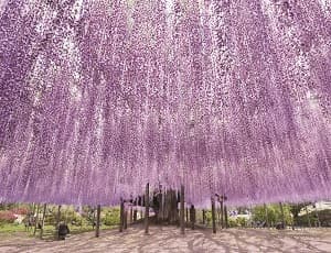 Ashikaga Flower Park
