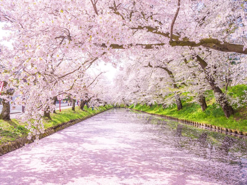 Hirosaki Park Cherry Blossoms in aomori, Japan - One of Japan's top three cherry blossom viewing sites, featuring 2,600 sakura trees surrounding historic Hirosaki Castle, with spectacular moat reflections and night illuminations.