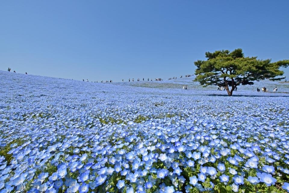 Hitachi Seaside Park in ibaraki, Japan - A vast coastal park famous for seasonal flower hills, particularly the dreamy blue nemophila blossoms in spring and fiery red kochia bushes in autumn creating Instagram-worthy landscapes.