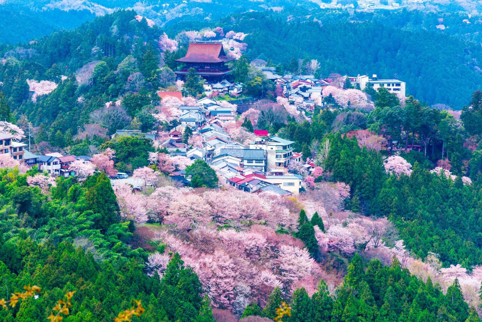 Mount Yoshino Cherry Blossoms