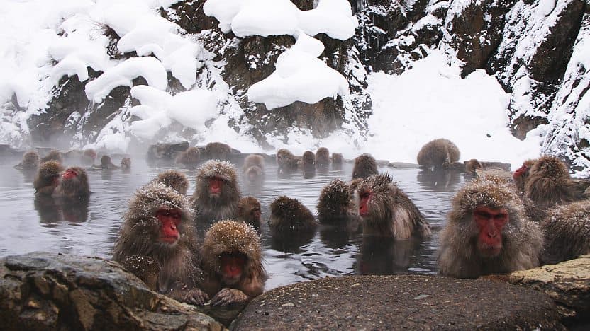Jigokudani Snow Monkey Park in Nagano, Japan