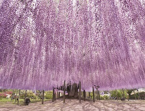 Ashikaga Flower Park