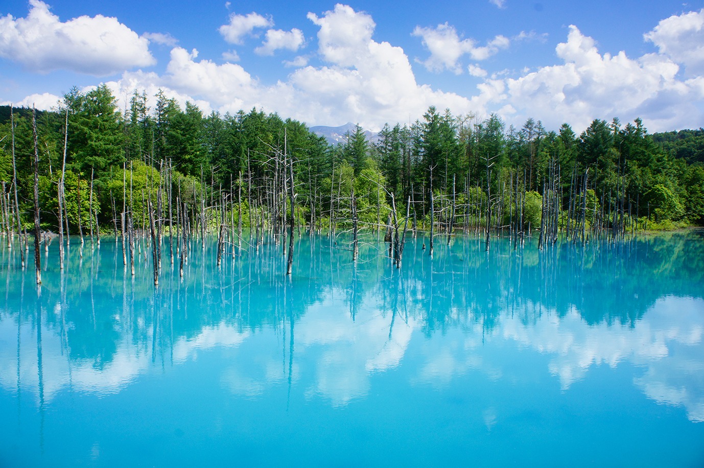 Biei Blue Pond in hokkaido, Japan - An ethereal blue pond created as an accident of erosion control, featuring surreal turquoise waters, ghostly dead larch trees, and otherworldly beauty that became an Apple wallpaper.