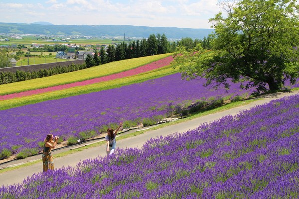 Furano & Biei Hills in hokkaido, Japan - A patchwork landscape of colorful flower fields, rolling hills, and farmland that has inspired artists and photographers. Summer lavender fields and year-round agricultural beauty make this region one of Hokkaido's most photogenic destinations.
