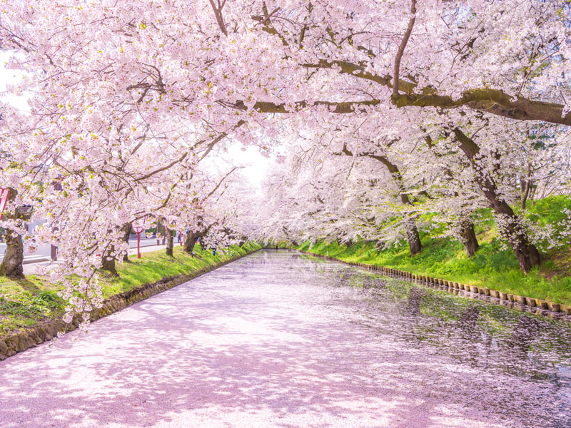Hirosaki Park Cherry Blossoms in aomori, Japan - One of Japan's top three cherry blossom viewing sites, featuring 2,600 sakura trees surrounding historic Hirosaki Castle, with spectacular moat reflections and night illuminations.