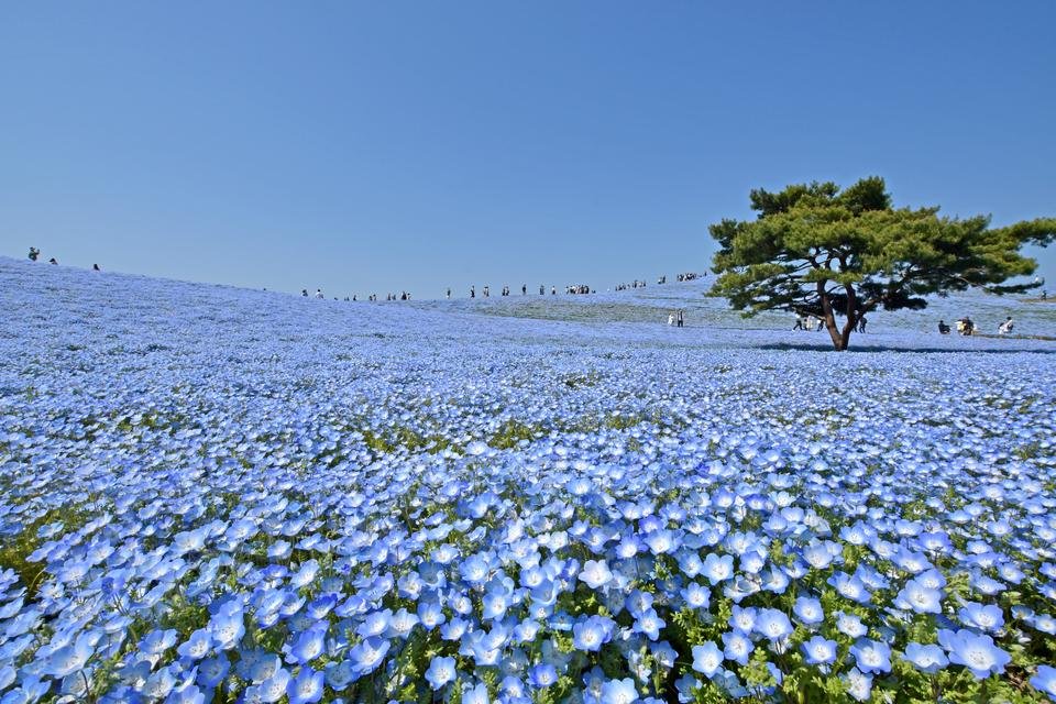 Hitachi Seaside Park in ibaraki, Japan - A vast coastal park famous for seasonal flower hills, particularly the dreamy blue nemophila blossoms in spring and fiery red kochia bushes in autumn creating Instagram-worthy landscapes.
