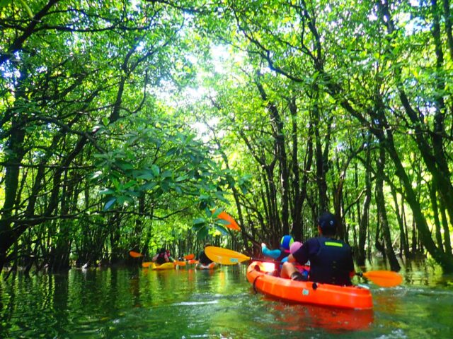 Iriomote Island in okinawa, Japan - Japan's last frontier - a jungle-covered island where 90% remains pristine wilderness, home to endangered Iriomote wildcats, mangrove rivers, and UNESCO World Heritage nature.