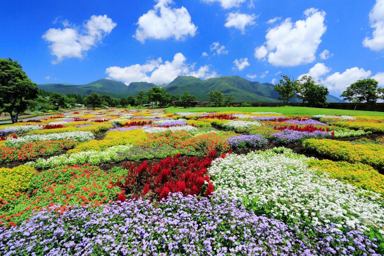 Kuju Flower Park in oita, Japan - A spectacular highland flower park at 850m elevation featuring 5 million seasonal blooms against the backdrop of the majestic Kuju Mountain Range.