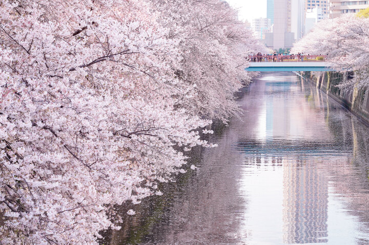 Nakameguro Meguro River Sakura in tokyo, Japan - A picturesque 4km cherry blossom-lined canal in trendy Nakameguro, featuring hundreds of sakura trees creating tunnel-like canopies over the Meguro River, illuminated at night during peak bloom.
