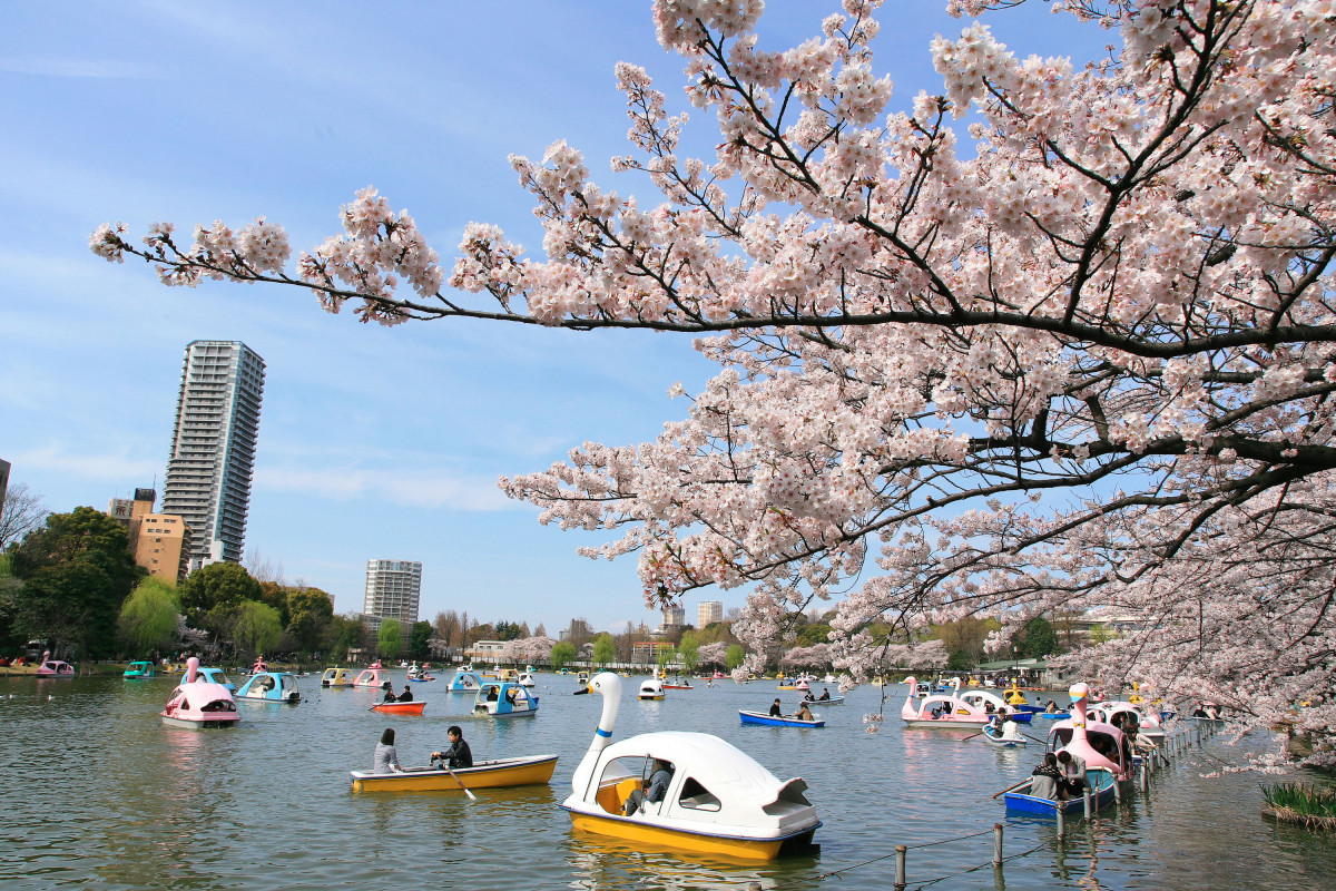 Ueno Park in tokyo, Japan - Tokyo's premier cultural park featuring museums, Ueno Zoo, Shinobazu Pond, historic temples, and spectacular cherry blossoms attracting millions during hanami season.