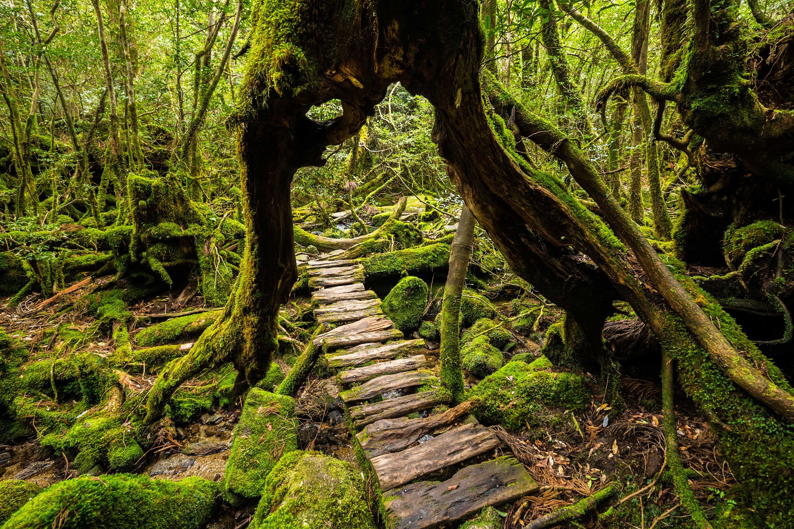 Yakushima Island