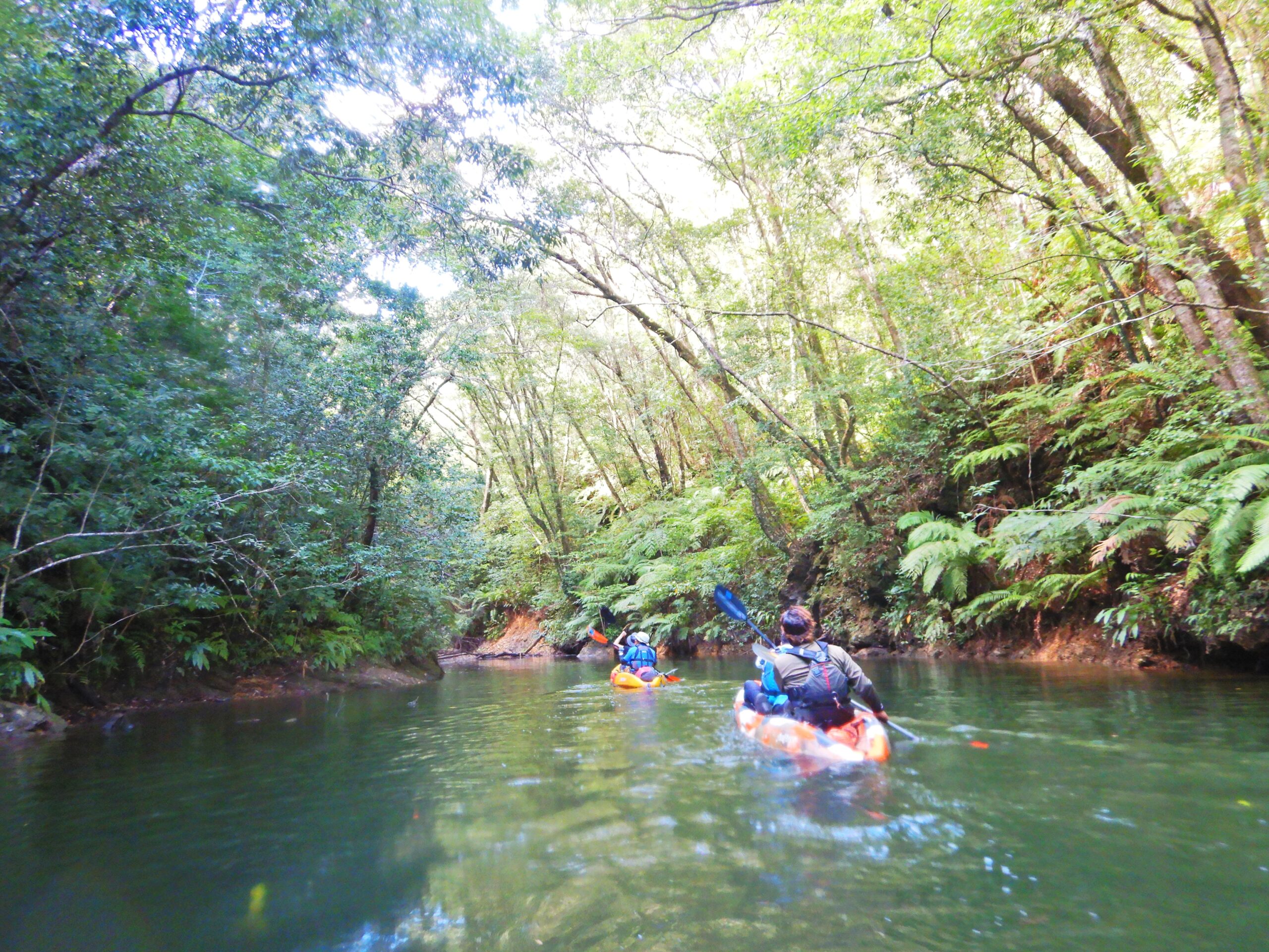 Yanbaru Forest Area in okinawa, Japan - A pristine subtropical forest in northern Okinawa, designated as a UNESCO World Heritage site, home to rare endemic species and lush jungle landscapes.